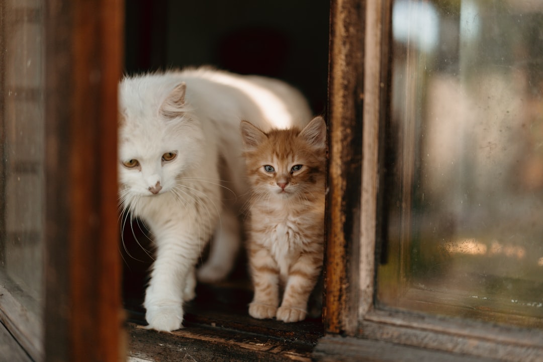 창가의 흰 고양이와 새끼 고양이