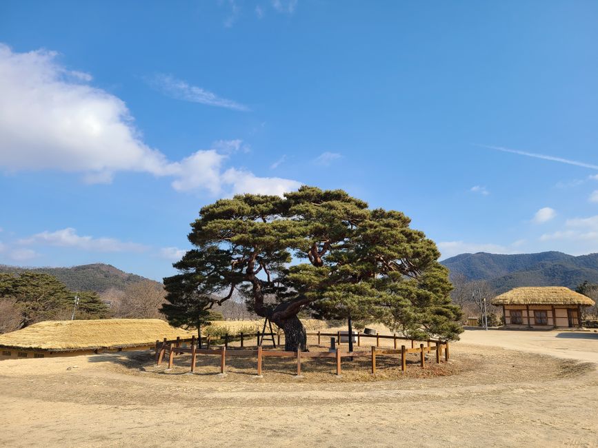 마을 한가운데 보호수로 선 오래된 나무 — 나무 꿈의 옛 자리