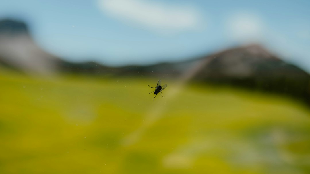 파리 꿈 해몽, 창유리에 앉아 있는 집파리 한 마리