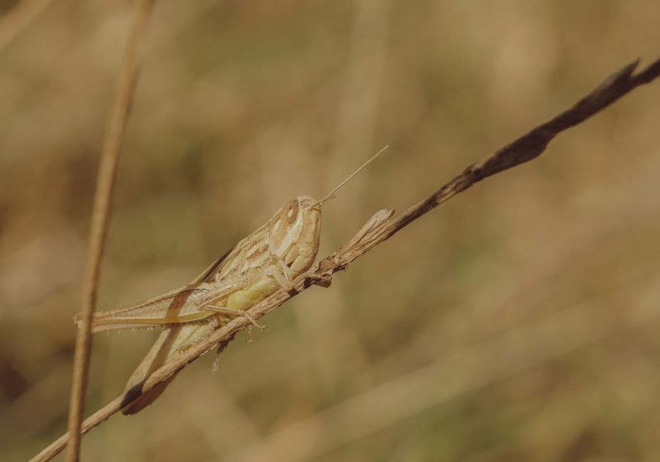 마른 풀대에 앉은 메뚜기 한 마리, 메뚜기 꿈 해몽