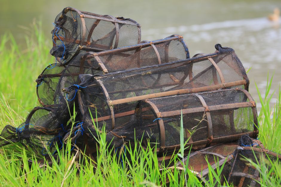 물가에 놓인 그물 통발, 미꾸라지를 거두던 도구