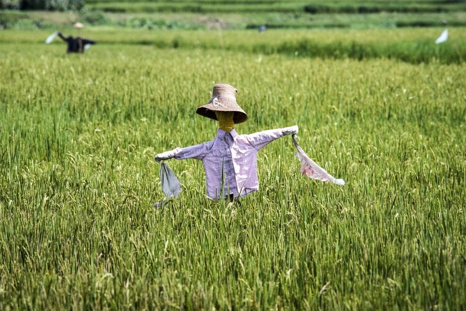 가을 논에 서 있는 허수아비 꿈의 상징 이미지